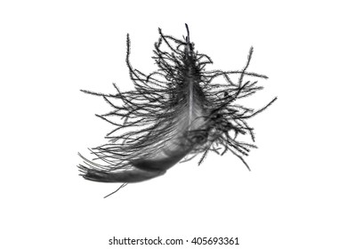 Black Swan Feather On White Background Isolated