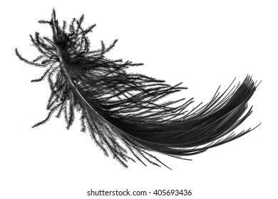 Black Swan Feather On White Background Isolated