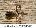 A Black Swan feeding its cygnets on The Mere at Subiaco Common in Perth, Western Australia.