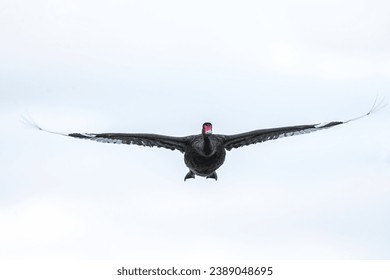 Black swan flying head on to camera, pale white sky background