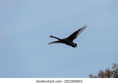 Black Swan Flying, Moruya River, NSW, July 2021