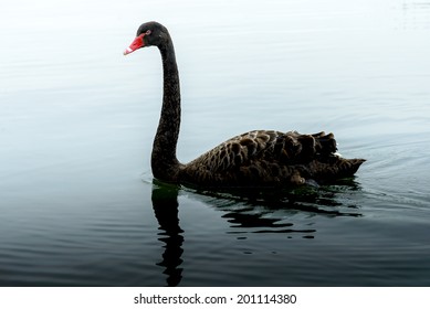 Kør væk Soldat dække over Black Swan Fog Stock Photo (Edit Now) 201114380