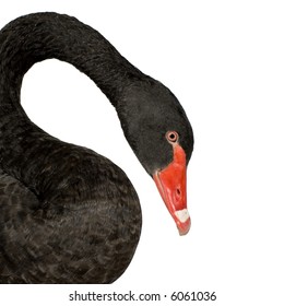 Black Swan In Front Of A White Background