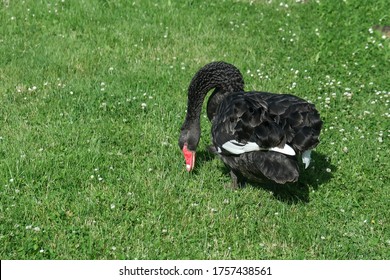 Black swan. Gardens of Annevoie in Belgium