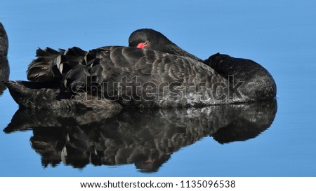 Black swan hiding head