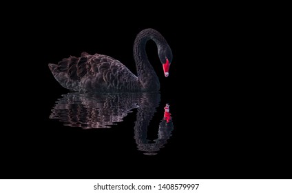 Black swan isolated  on black background (Cygnus atratus) - Shutterstock ID 1408579997