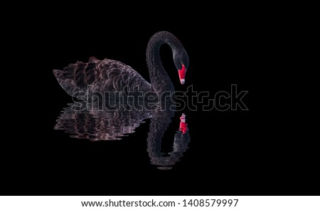 Black swan isolated  on black background (Cygnus atratus)
