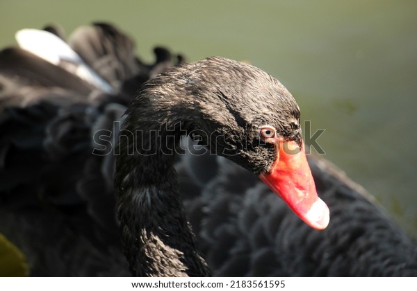 Black swan isolated on black background, black swan\
at Thailand national\
park.