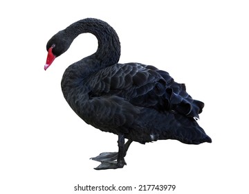 Black Swan Isolated On White Background