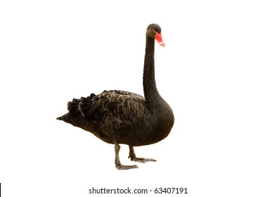 Black Swan Isolated On A White Background