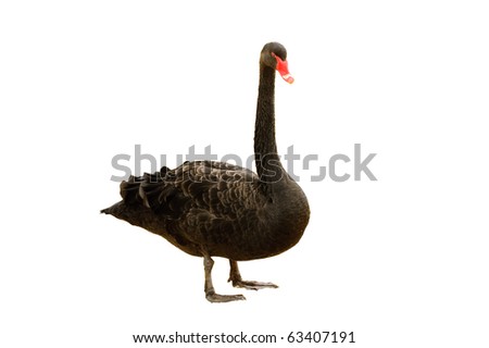 Black Swan isolated on a white background
