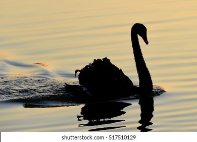 Black swan in Lakeland, Florida
Cygnus atratus