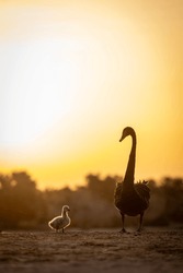 BLACK SWAN MAMA AND BABY CHICK SILHOUETTE SUNRISE SUNSET