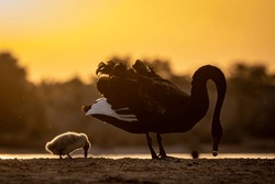 BLACK SWAN MAMA AND BABY CHICK SILHOUETTE SUNRISE SUNSET