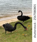 The Black Swan, Matilda Bay, Perth, Western Australia