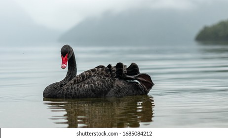 Black Swan in Nelson Lakes National Park, New Zealand - Shutterstock ID 1685084212