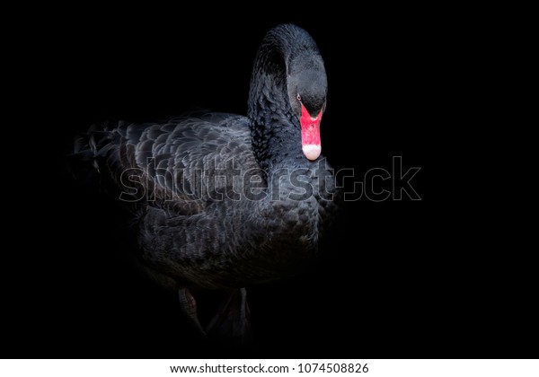 Black swan on black background\
(Cygnus atratus). Beautiful west australian black\
swan.