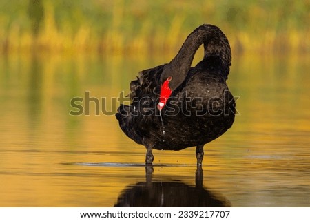 Black swan on a calm lake under early morning golden hour light showing its beauty