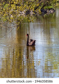 A Black Swan On The Lake 