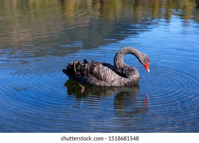 Black Swan On Lake Rotoroa