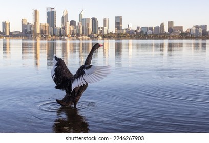 Black Swan on Swan River Perth Western Australia - Powered by Shutterstock