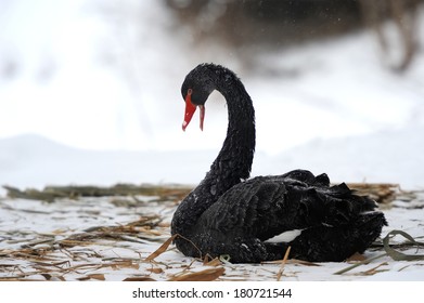 Black Swan On Snow