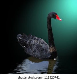 Black Swan On The Water