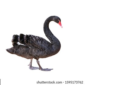 Black Swan On White Background