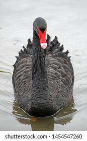 Black Swan On Woodstock Lake