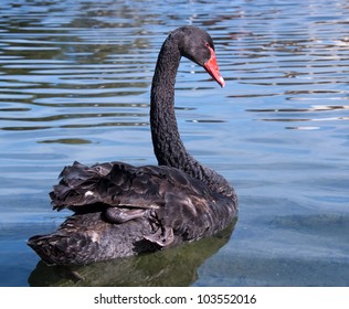 Black Swan ,Perth Australia