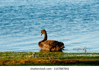 Black Swan - Perth - Australia