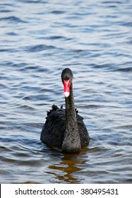 Black Swan Perth Australia