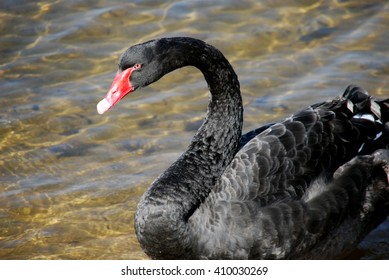 Black Swan, Perth, Australia