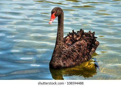 Black Swan ,Perth Western Australia