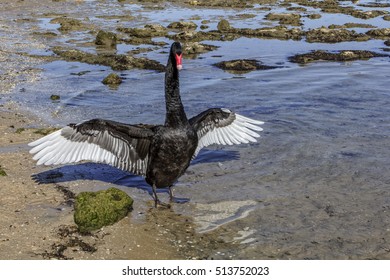 Black Swan In Perth Western Australia