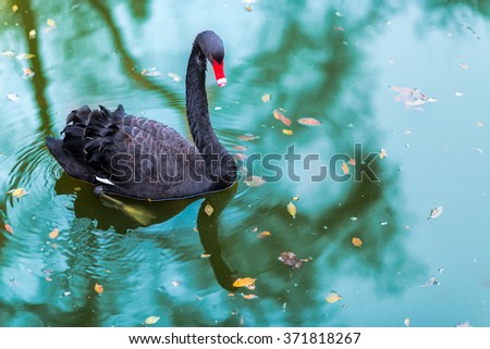 A black swan  In a ponds