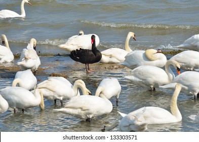 Black Swan Standing Out Amongst White Swans