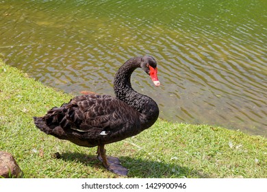 A Black Swan Stands Beside A Green Lake. The Abstract Concept For The Unexpected Event,  Disaster Or Financial Crisis Occurring With An Extremely Low Probability. 