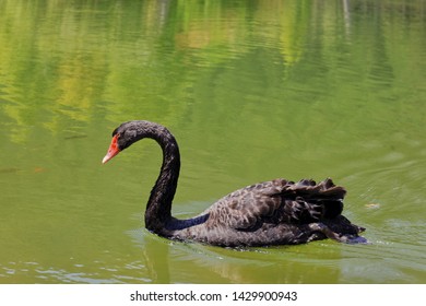 A Black Swan Swim On A Green Lake. The Abstract Concept For The Unexpected Event,  Disaster Or Financial Crisis Occurring With An Extremely Low Probability. 