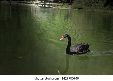 A Black Swan Swim On A Green Lake. The Abstract Concept For The Unexpected Event,  Disaster Or Financial Crisis Occurring With An Extremely Low Probability. 