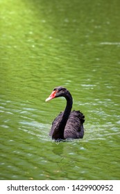 A Black Swan Swim On A Green Lake. The Abstract Concept For The Unexpected Event,  Disaster Or Financial Crisis Occurring With An Extremely Low Probability. 