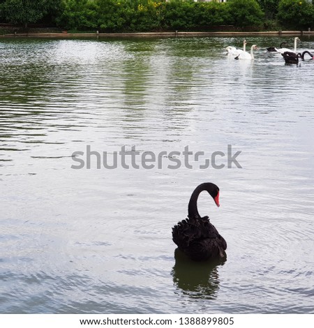 Black swan swimming alone in the lake. It separated from the masses.