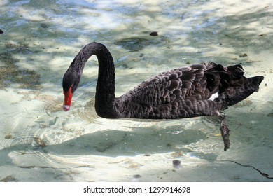 Black Swan Swimming In Clear Water With Her Beak And Her Web Feet Underwater. Multi Colored Beak And Beautiful Feathers 