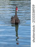 A Black Swan swimming on The Mere at Subiaco Common in Perth, Western Australia.