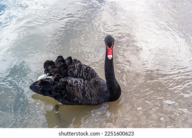 Black swan swimming on the river - Shutterstock ID 2251600623
