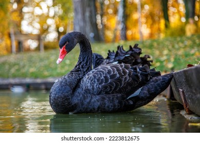 a black swan swims on a lake with yellow leaves on a beautiful autumn, sunny day. the bird is cleaning its feathers. - Shutterstock ID 2223812675