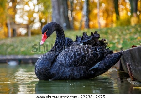 a black swan swims on a lake with yellow leaves on a beautiful autumn, sunny day. the bird is cleaning its feathers.