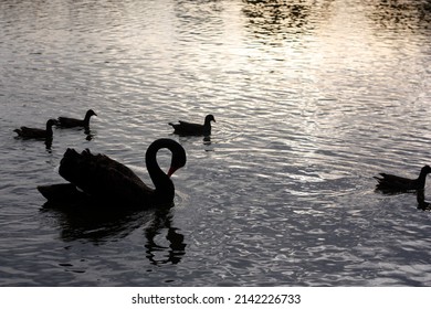 Black Swan Water Reflection Sunset