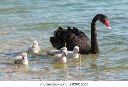 Black Swan Wild Life Dubai