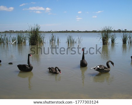 Black swans at Cherry Lake in Melbourne Australia.
